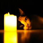 Jakin-minak katua hil zuen