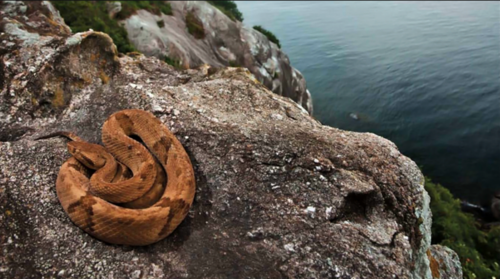 Ilha da Queimada Grande - Boligrafo gorria