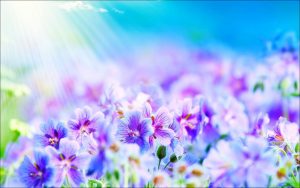 fondo-de-flores lilas