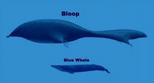 Ustezko Bloop vs balea urdina