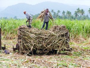 sugarcane-farm-workers