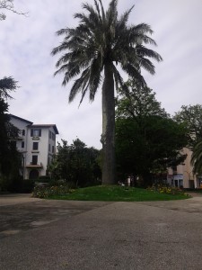 Euskal amerikanoen palmondo erraldoia, Ondarraitz aldeko 